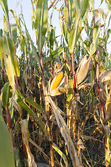 Image showing agricultural field with corn