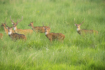 Image showing Sika or spotted deers herd in the elephant grass