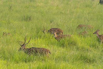 Image showing Sika or spotted deers herd in the elephant grass