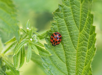 Image showing ladybug on green leaf