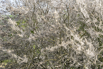 Image showing ermine moth web