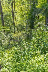 Image showing dense forest vegetation