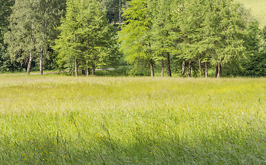 Image showing sunny woodside scenery