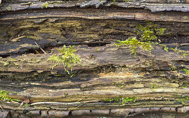 Image showing rotting wood detail