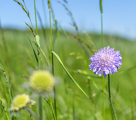 Image showing field scabious closeup