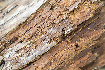 Image showing rotting wood detail