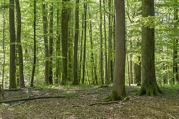 Image showing idyllic forest scenery