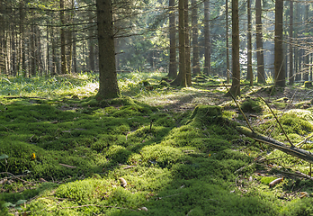 Image showing idyllic forest scenery