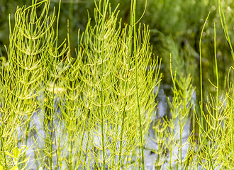 Image showing wetland vegetation detail