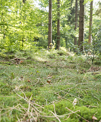 Image showing sunny forest scenery