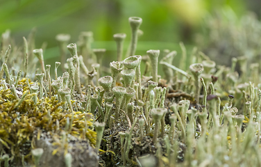 Image showing cup lichen vegetation closeup