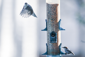 Image showing backyard birds around bird feeder