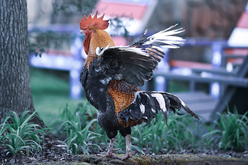 Image showing big beautiful colorful rooster in backyard stretching