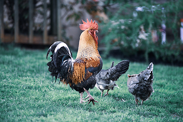 Image showing big beautiful colorful rooster in backyard stretching