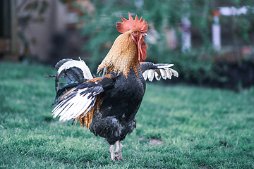 Image showing big beautiful colorful rooster in backyard stretching