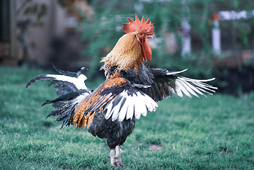 Image showing big beautiful colorful rooster in backyard stretching
