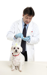 Image showing Vet with prescription