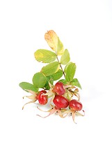 Image showing Dog Rose