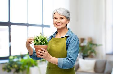 Image showing smiling senior woman in garden apron with flower