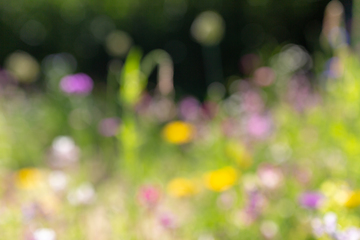 Image showing blurry background of summer field with flowers