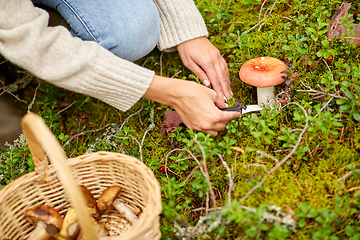 Image showing young woman picking mushrooms in autumn forest