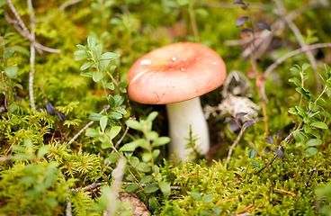 Image showing russule mushroom growing in autumn forest