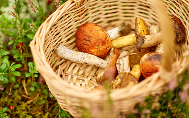 Image showing close up of mushrooms in basket in forest