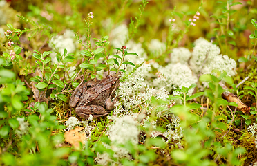 Image showing frog in autumn forest