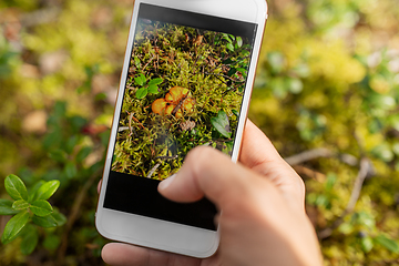 Image showing hand using smartphone to identify mushrooms