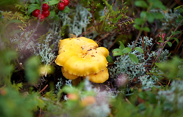 Image showing chanterelle mushroom growing in autumn forest