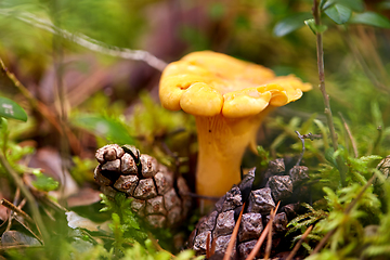 Image showing chanterelle mushroom growing in autumn forest