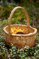 Image showing close up of mushrooms in basket in forest