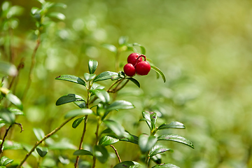 Image showing close up of lingonberries growing in forest