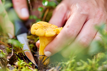 Image showing young woman picking mushrooms in autumn forest