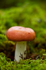 Image showing russule mushroom growing in autumn forest