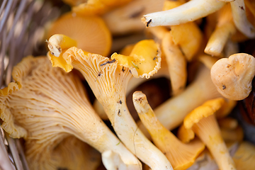 Image showing close up of mushrooms in basket in forest