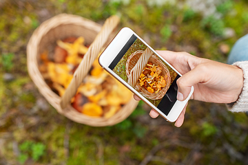 Image showing hand using smartphone to identify mushrooms