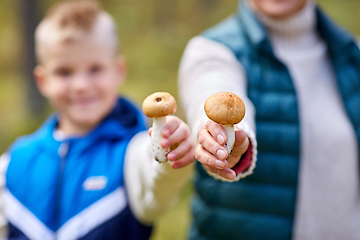 Image showing grandmother and grandson with mushrooms in forest