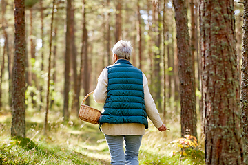 Image showing senior woman picking mushrooms in autumn forest