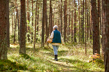 Image showing senior woman picking mushrooms in autumn forest