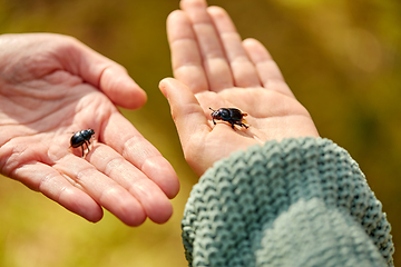 Image showing close up of hands holding dung beetles or bugs