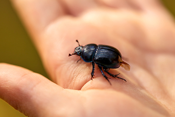 Image showing close up of hand holding black dung beetle or bug