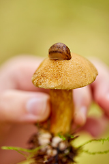 Image showing close up of hand holding mushroom with slug