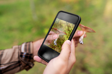 Image showing hands using smartphone app to identify mushroom