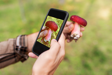 Image showing hands using smartphone app to identify mushroom