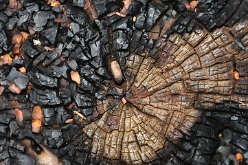Image showing charred tree trunk