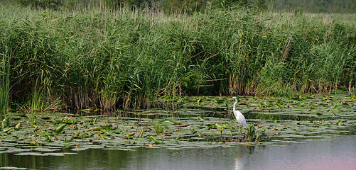 Image showing Great White Egret (Ardea alba) looking at camera