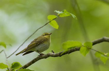 Image showing Wood warbler (Rhadina sibilatrix) in spring