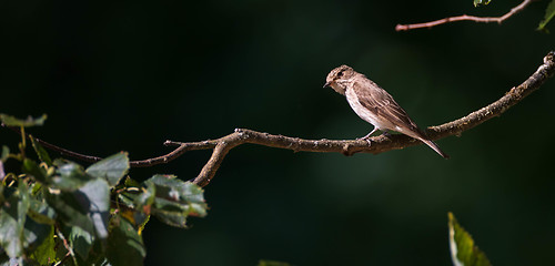 Image showing Spotted Flycatcher (Muscicapa striata) on branch