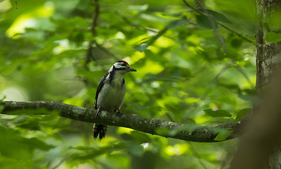 Image showing Great spotted woodpecker (Dendrocopos major) female